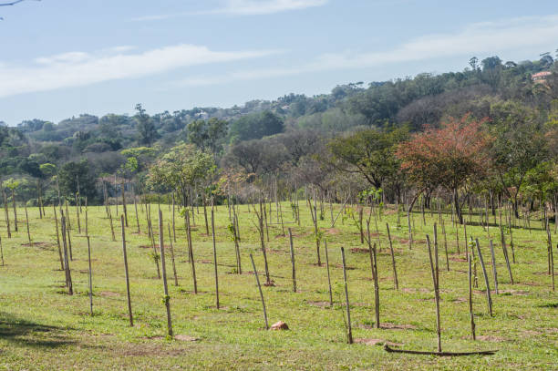 istock trees planted in a park and supported by bamboo 1338889957