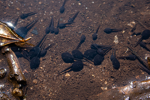 Tadpoles swimming in a swamp