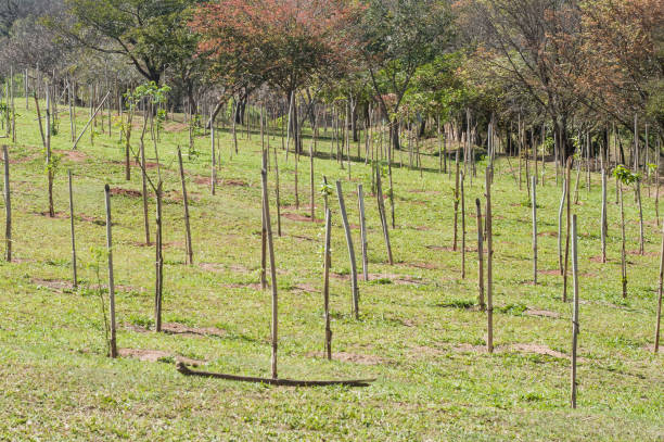 istock trees planted in a park and supported by bamboo 1338890566