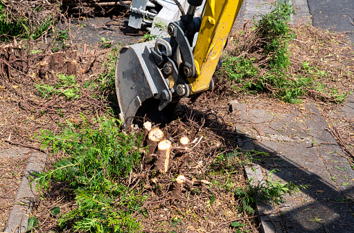 Excavación de tronco y raíces con mini excavadora. Eliminación de tocones de árboles photo