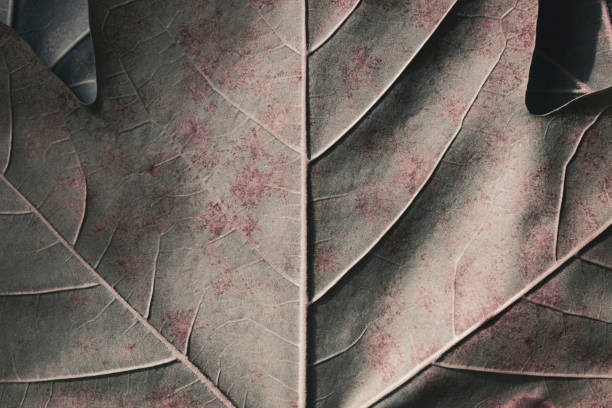 istock Detail of plane tree leaf, natural background 1338890844