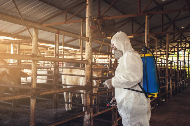 personas que usen equipo de protección personal o epp con desinfectante de pulverización para la protección de la pandemia de enfermedades en la granja ganadera. - animal husbandry industry dairy farm fotografías e imágenes de stock