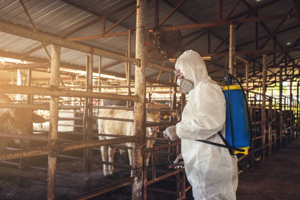 istock People wearing personal protective equipment or PPE with spraying disinfectant for protection pandemic of disease in cattle farm. 1338891100