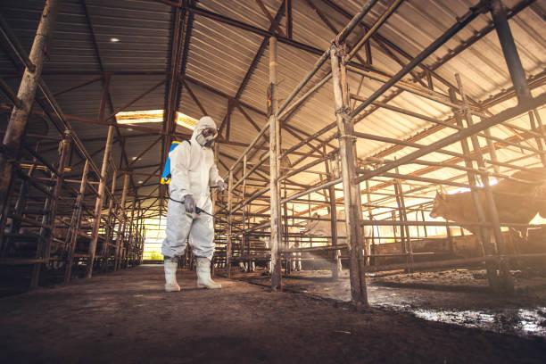 istock People wearing personal protective equipment or PPE with spraying disinfectant for protection pandemic of disease in cattle farm. 1338891102
