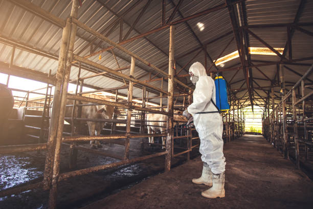 istock People wearing personal protective equipment or PPE with spraying disinfectant for protection pandemic of disease in cattle farm. 1338891104