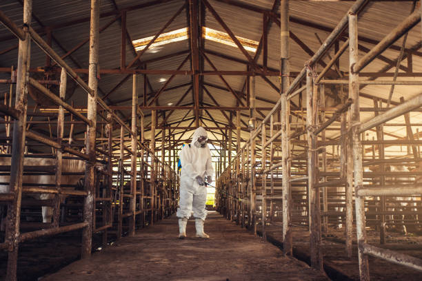 istock People wearing personal protective equipment or PPE with spraying disinfectant for protection pandemic of disease in cattle farm. 1338891105