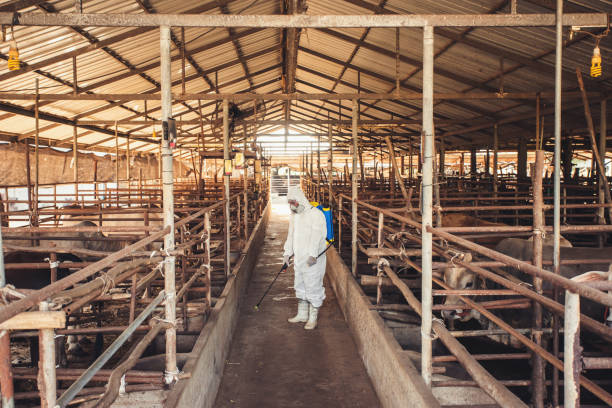 People wearing personal protective equipment or PPE with spraying disinfectant for protection pandemic of disease in cattle farm. People wearing personal protective equipment or PPE with spraying disinfectant for protection pandemic of disease in cattle farm. Agriculture cattle farm industry. Biosecurity and disease prevention of livestock farms stock pictures, royalty-free photos & images