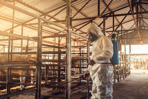 istock People wearing personal protective equipment or PPE with spraying disinfectant for protection pandemic of disease in cattle farm. 1338891142