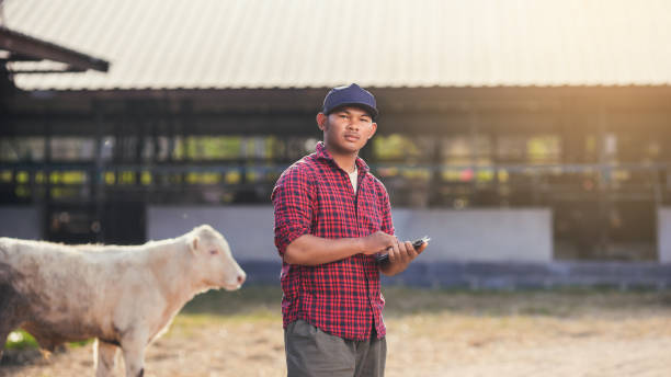 el agricultor inteligente utiliza la tableta de tecnología para el control de la ganadería y la ganadería. - animal husbandry industry dairy farm fotografías e imágenes de stock