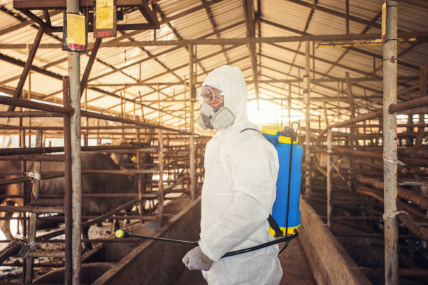 People wearing personal protective equipment or PPE with spraying disinfectant for protection pandemic of disease in cattle farm.