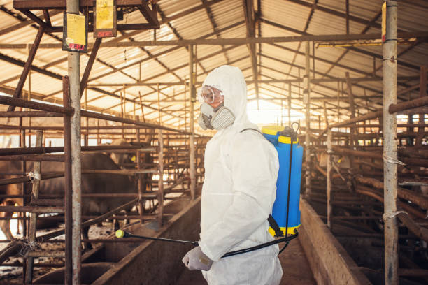 people wearing personal protective equipment or ppe with spraying disinfectant for protection pandemic of disease in cattle farm. - cattle shed cow animal imagens e fotografias de stock