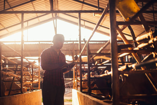 Asian man farmer in cattle farm under sunlight on the morning. Agriculture industry cattle farming, Smart farmer use technology tablet for livestock and husbandry control. Asian man in cattle farm under sunlight on the morning. cowshed stock pictures, royalty-free photos & images