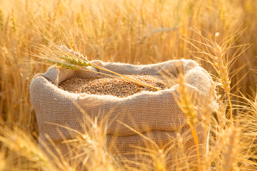 Canvas bag with wheat grains and mown wheat ears in field at sunset. Concept of grain harvesting in agriculture.