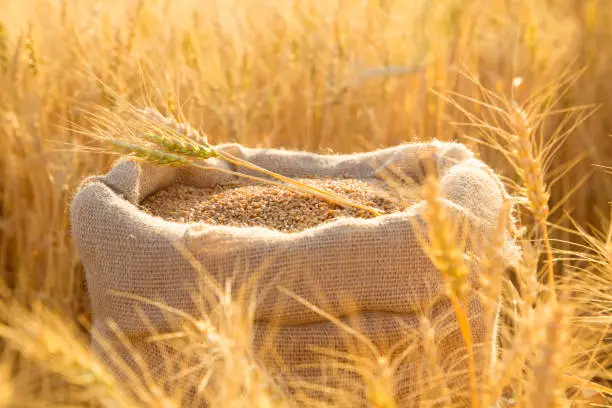 Photo of Canvas bag with wheat grains and mown wheat ears in field at sunset. Concept of grain harvesting in agriculture