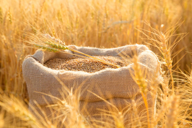 canvas bag with wheat grains and mown wheat ears in field at sunset. concept of grain harvesting in agriculture - vete bildbanksfoton och bilder