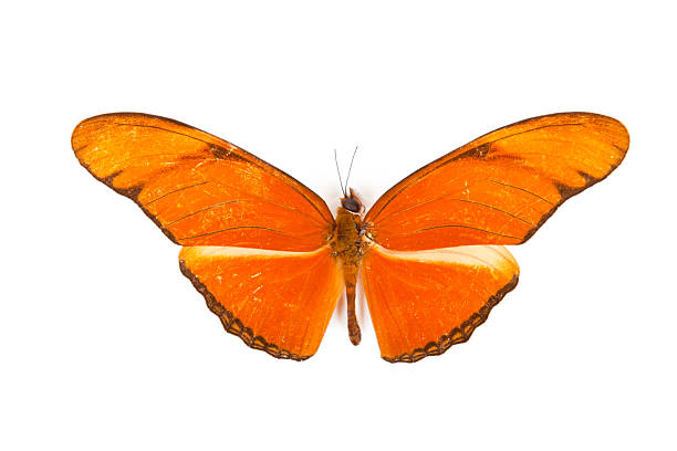 istock Red butterfly Dryas julia isolated on white background 133889535
