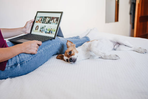 istock unrecognizable woman at home doing video call with friends on mobile phone while cute jack russell dog resting on bed. Home office, Pets, love and relax 1338895571