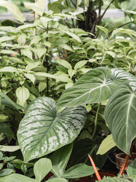 istock Various green houseplants full screen floral jungle pattern concept background. 1338895780