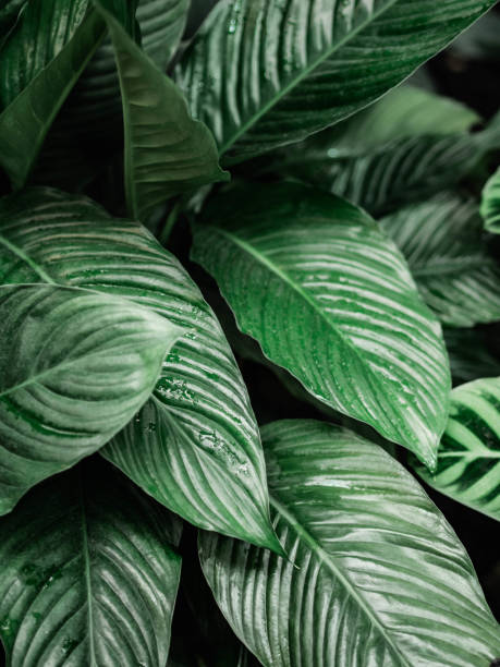 Tropical leaves beautiful pattern of Spathiphyllum houseplant. Tropical leaves beautiful pattern of Spathiphyllum houseplant. Natural leaves background peace lily photos stock pictures, royalty-free photos & images