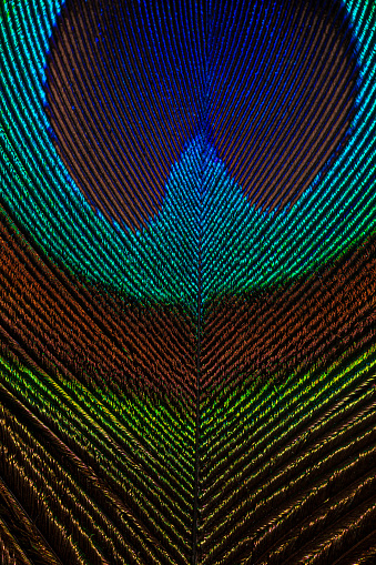 macro peacock feathers,Macro peacock feather,Peacock Feather,Beautiful exotic peacock feather on white background with copy space