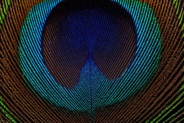 istock macro peacock feathers,Macro peacock feather,Peacock Feather,Beautiful exotic peacock feather on white background with copy space 1338896065