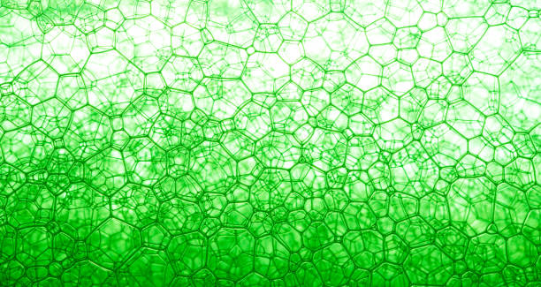 ciencia verde de la superficie celular, estructura celular hydrilla, vista de la superficie de la hoja que muestra las células vegetales bajo el microscopio para la educación en el aula. - chlorophyll fotografías e imágenes de stock