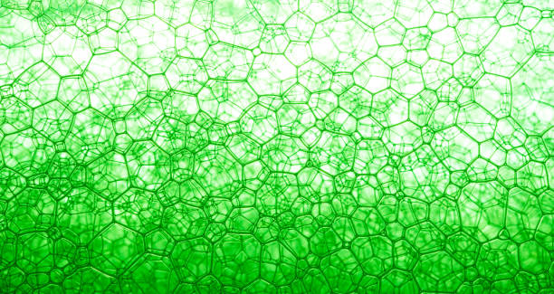 cell surface green science,Cell structure Hydrilla, view of the leaf surface showing plant cells under the microscope for classroom education.