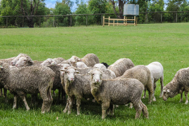 istock Sheep grazing in a paddock some sheared and some not turning to look toward amera with water tank in the background. 1338897015