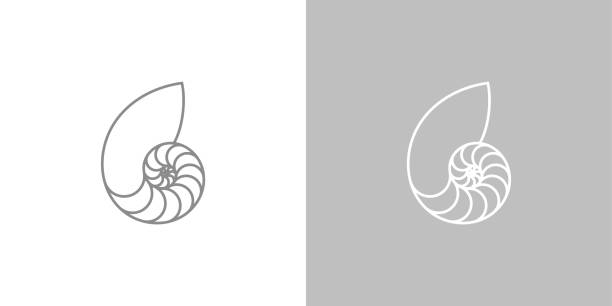 illustrations, cliparts, dessins animés et icônes de coquille de nautile. icône de style de contour - fossil