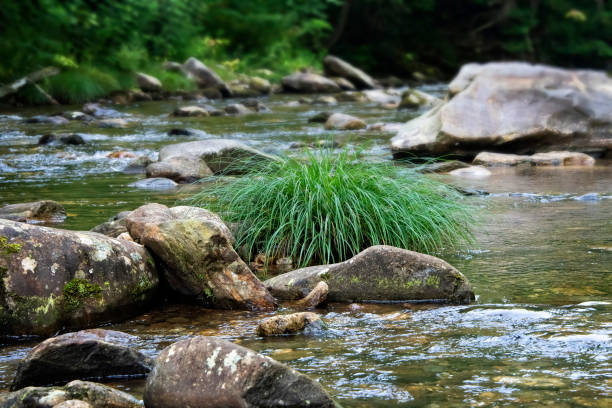 istock Green Vegetation in the Pigeon River 1338897565