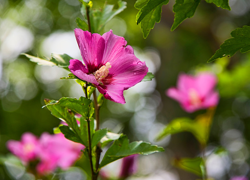 Blooming Pink Hibiscus Flower with soft green background