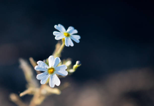 istock Fragile flower in the Northern Cape 1338897666