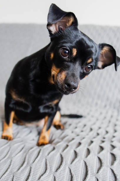 istock Little Black Funny Dog on the Couch 1338898655
