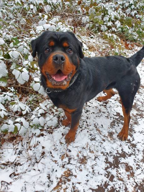 istock Purebred rottweiler in winter 1338898735
