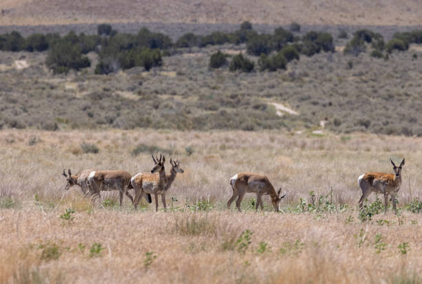istock Herd of Pronghorn Antelope Bucks in Utah 1338900010