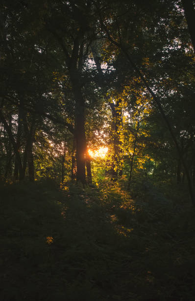 istock Autumn forest landscape, trees in the sunlight. 1338900444
