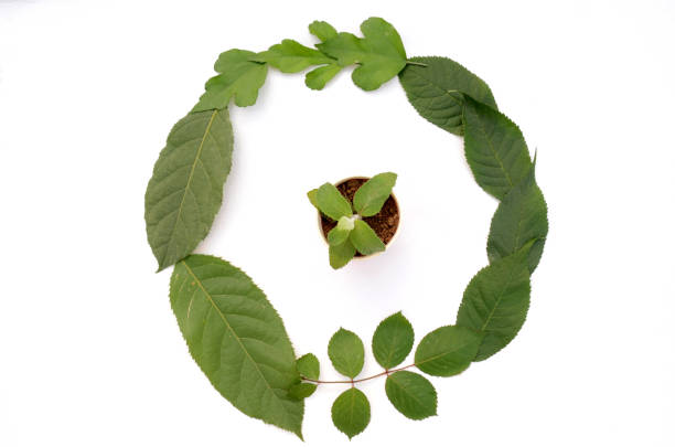 istock mint plant seedling in the around leaves environment conversation concept isolated on white . 1338900531