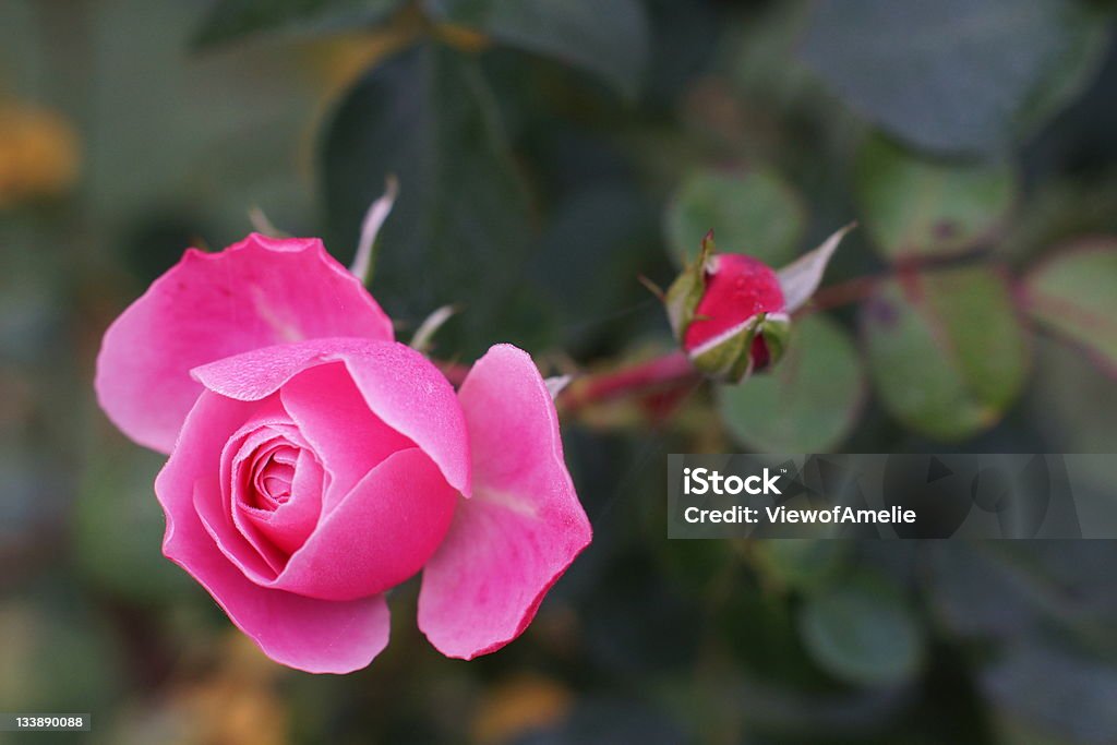 Rosa rosa - Foto de stock de Detalle de primer plano libre de derechos