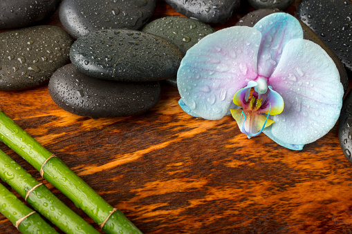 Orchid flower, black massage stones and bamboo stems on a wooden texture (mango tree wood). Everything is covered by water drops.