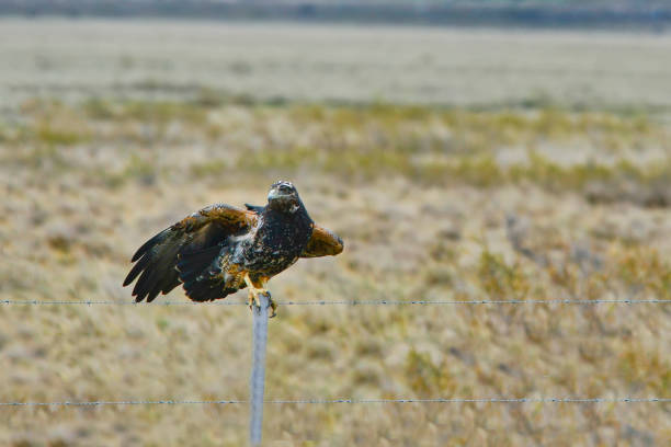 istock Birds in freedom and in their natural environment. 1338901921