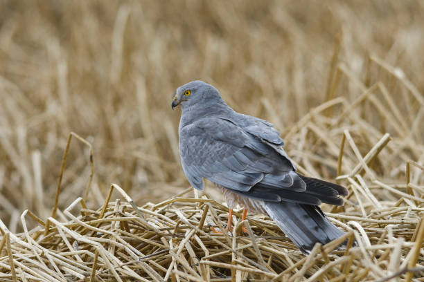 istock Birds in freedom and in their natural environment. 1338902022