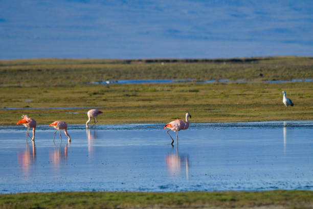 istock Birds in freedom and in their natural environment. 1338902034