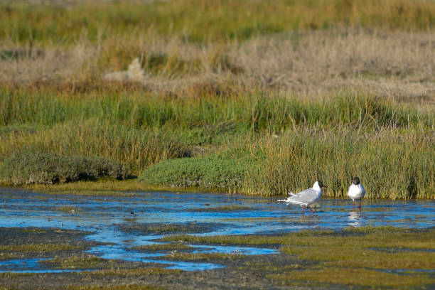 istock Birds in freedom and in their natural environment. 1338902035