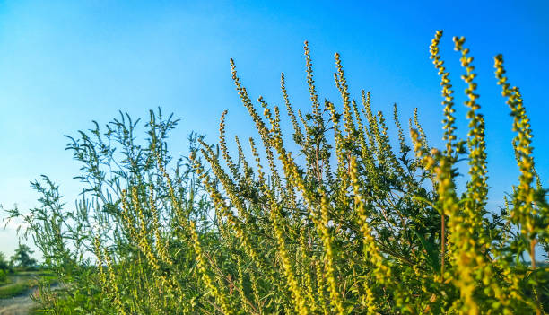 Ragweed plant pollen allergy Ragweed, genus Ambrosia, begins flowering in late summer or early autumn. Its pollen is a common allergen, causing severe allergy problems for millions of people throughout the world. ragweed stock pictures, royalty-free photos & images