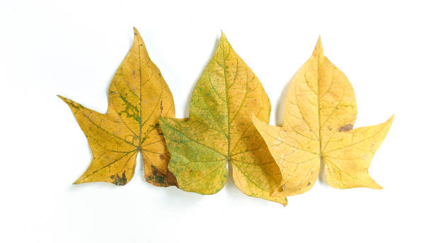 istock Creative layout made of autumn leaves on white background. Minimalist concept with copy space.natural background. 1338902799