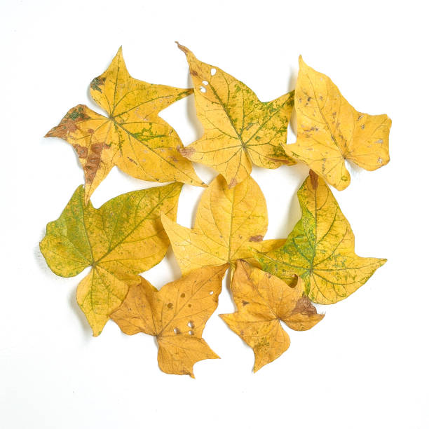 istock Creative layout made of autumn leaves on white background. Minimalist concept with copy space.natural background. 1338902819