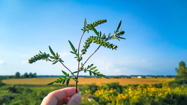 Ragweed, genus Ambrosia, begins flowering in late summer or early autumn. Its pollen is a common allergen, causing severe allergy problems for millions of people throughout the world.