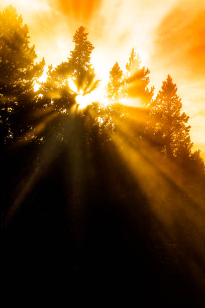 istock Steam sunbeams filtering through trees mist sunlight sun beams 1338902963