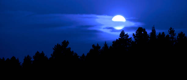 istock Moon setting over pine trees in wilderness forest peaceful nature silhouette 1338902978