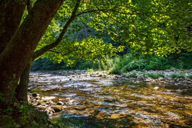 Scenic Nature in North Carolina